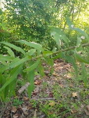 Solidago odora