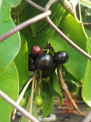 Syzygium cumini