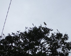 Cacatua tenuirostris