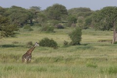 Giraffa camelopardalis tippelskirchi