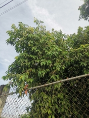 Syzygium cumini