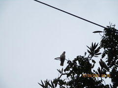 Cacatua tenuirostris