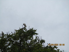 Cacatua tenuirostris
