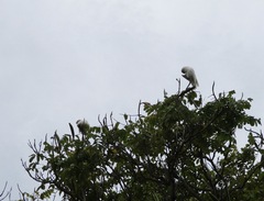 Cacatua tenuirostris