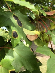 Acer platanoides