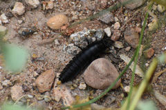 Carabina