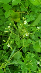 Cerastium fontanum