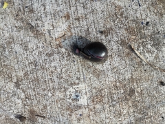 Syzygium cumini