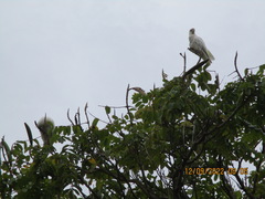 Cacatua tenuirostris