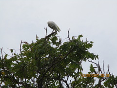 Cacatua tenuirostris