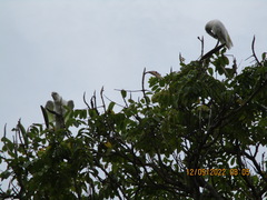 Cacatua tenuirostris