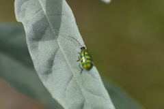 Diabrotica balteata