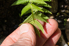 Pelazoneuron puberulum sonorense