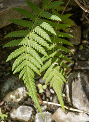 Pelazoneuron puberulum sonorense