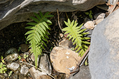 Pelazoneuron puberulum sonorense