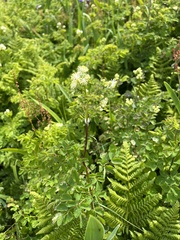 Thalictrum pubescens