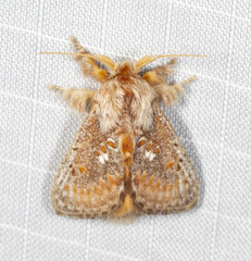 Pseudanapaea denotata