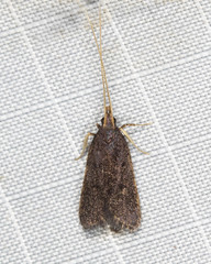 Cophomantella lychnocentra