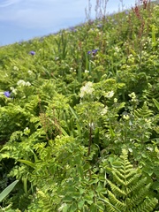 Thalictrum pubescens