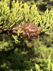Cupressus macrocarpa