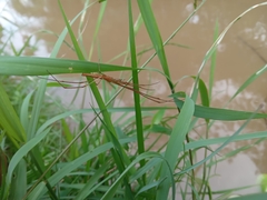 Tetragnatha