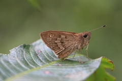 Cymaenes lepta