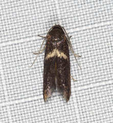 Crossophora semiota