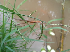 Tetragnatha