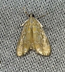 Glaphyria glaphyralis