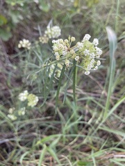 Asclepias verticillata
