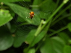 Chrysomelidae