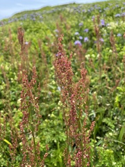 Rumex acetosa