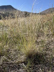 Aristida purpurea