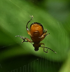 Chrysomelidae
