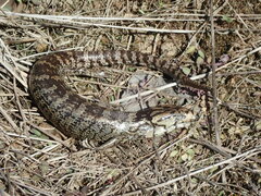 Cyclodomorphus gerrardii