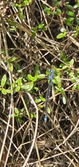 Austrolestes colensonis