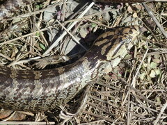 Cyclodomorphus gerrardii