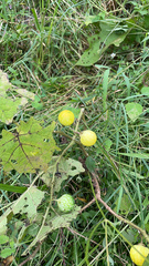 Solanum viarum