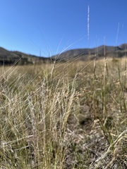Aristida purpurea