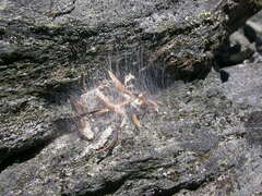 Rhysodromus alascensis