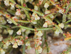 Eriogonum nidularium