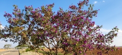 Andesanthus