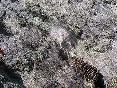 Rhysodromus alascensis