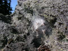 Rhysodromus alascensis