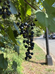 Vitis vulpina