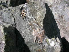 Rhysodromus alascensis