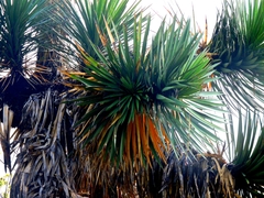 Yucca