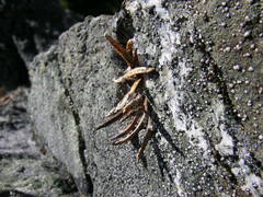 Rhysodromus alascensis