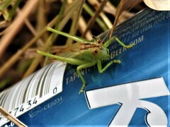 Orchelimum gladiator