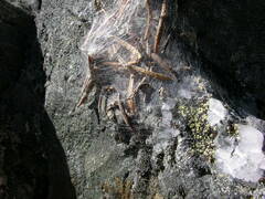 Rhysodromus alascensis